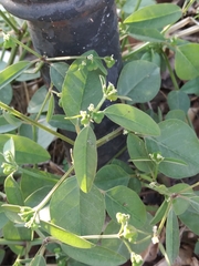 Euphorbia graminea