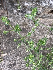 Galium parisiense