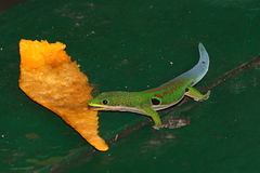 Phelsuma quadriocellata
