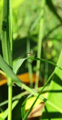 Argentagrion ambiguum