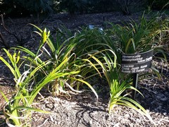 Puccinia hemerocallidis