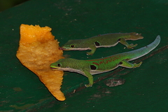Phelsuma quadriocellata