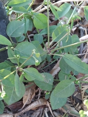 Euphorbia graminea
