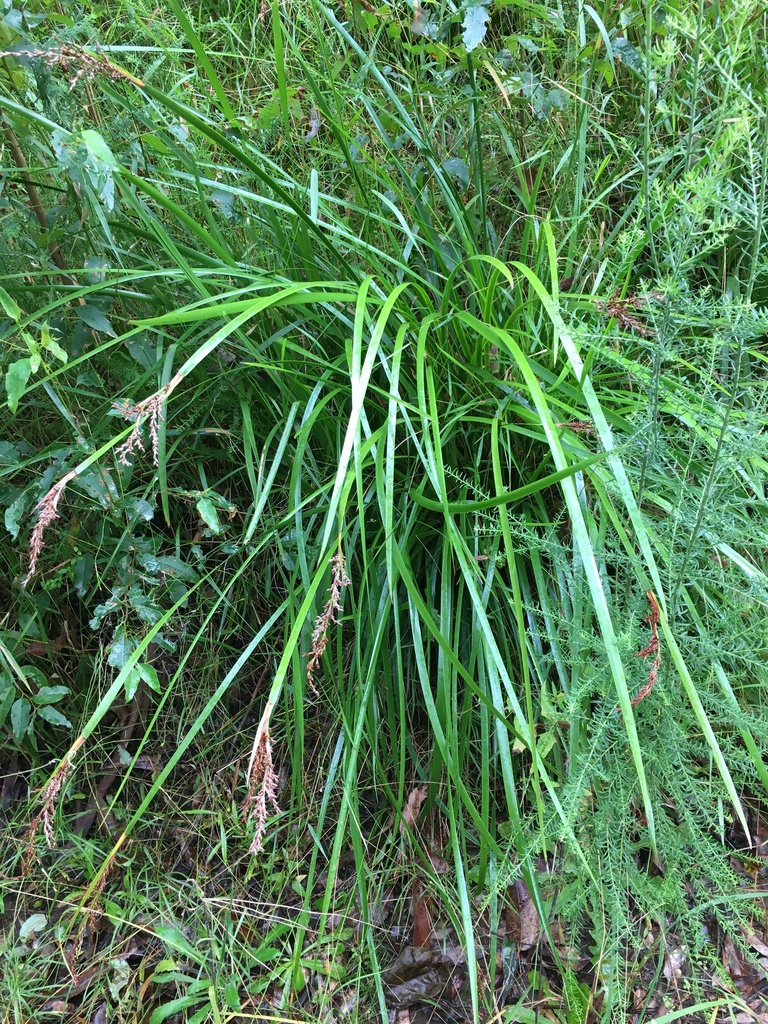 variable sword-sedge from Caparra NSW 2429, Australia on May 24, 2021 ...