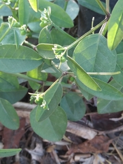 Euphorbia graminea