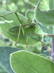 Cyrtophyllicus chlorum