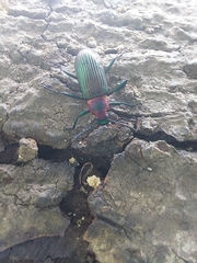 Strongylium auratum