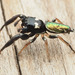 Araña Saltarina Verde Metálico - Photo no hay derechos reservados, subido por Zygy