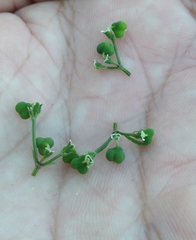 Euphorbia graminea