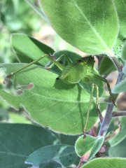 Cyrtophyllicus chlorum