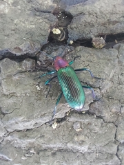 Strongylium auratum
