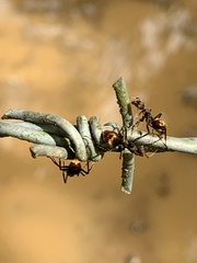 Dolichoderus quadridenticulatus