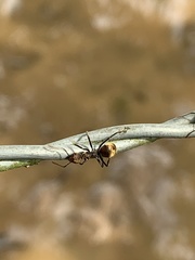 Dolichoderus quadridenticulatus