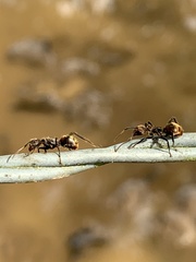 Dolichoderus quadridenticulatus
