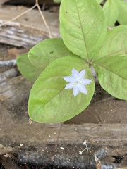 Lysimachia latifolia