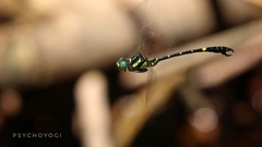 Onychogomphus louissiriusi