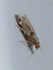 Pyralis farinalis