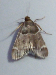 Pyralis farinalis
