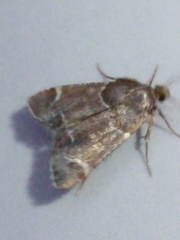 Pyralis farinalis