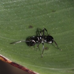 Polyrhachis clio