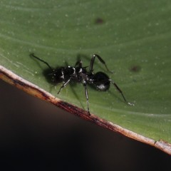 Polyrhachis clio