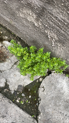 Pilea microphylla