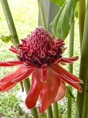 Etlingera elatior