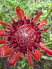 Etlingera elatior