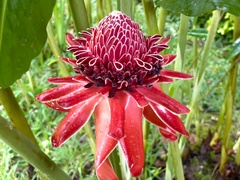Etlingera elatior