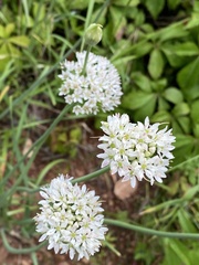Amerallium
