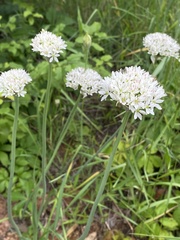 Amerallium