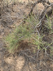 Parryella filifolia