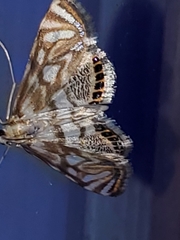 Petrophila canadensis