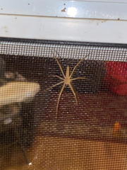 Pisaurina