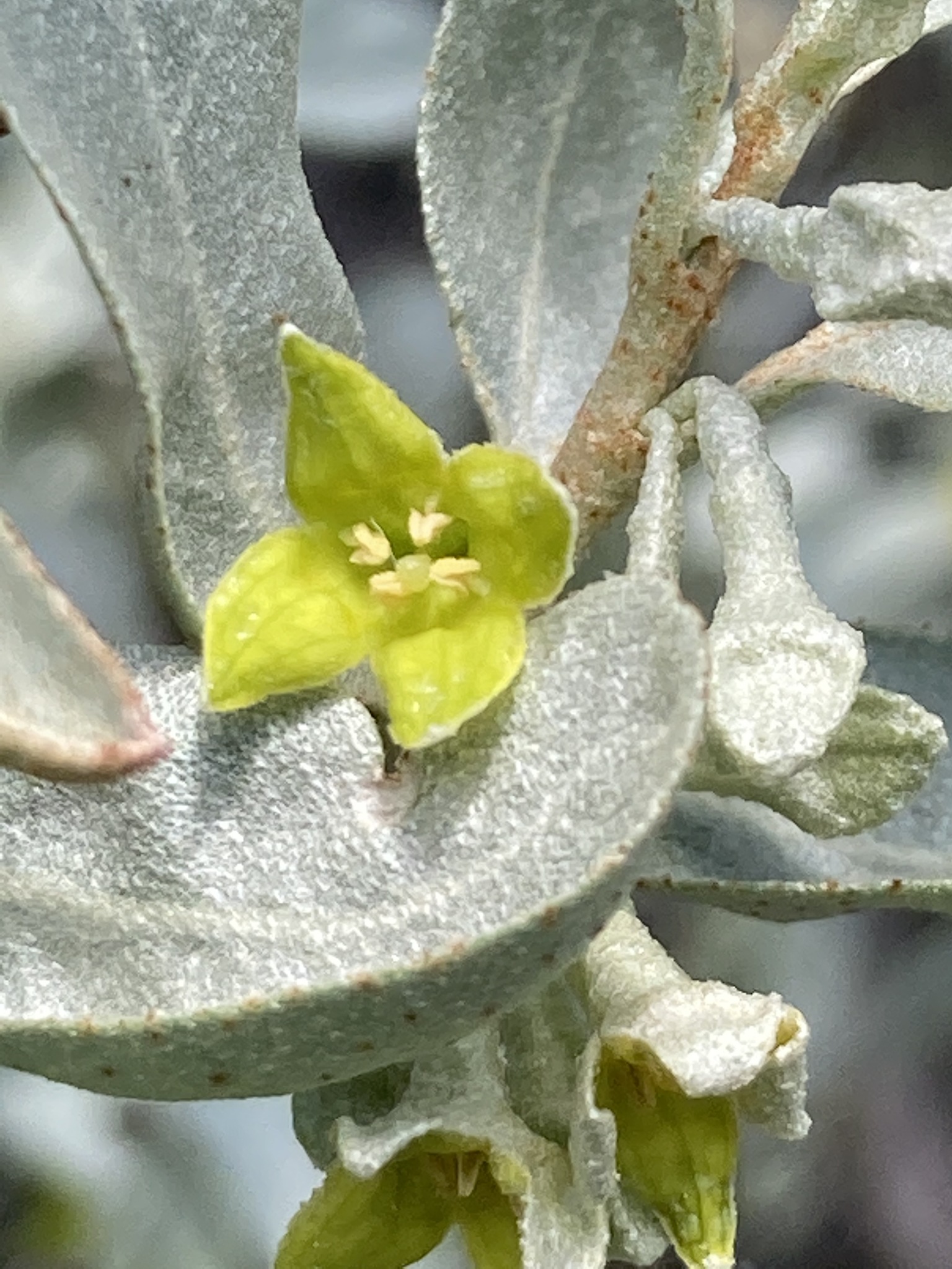 グミ属 (属 Elaeagnus) · iNaturalist