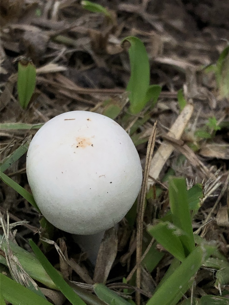 Leucocoprinus leucothites · June 2021 · photo: © awsalas (iNaturalist, cc-by)