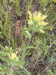 Castilleja citrina