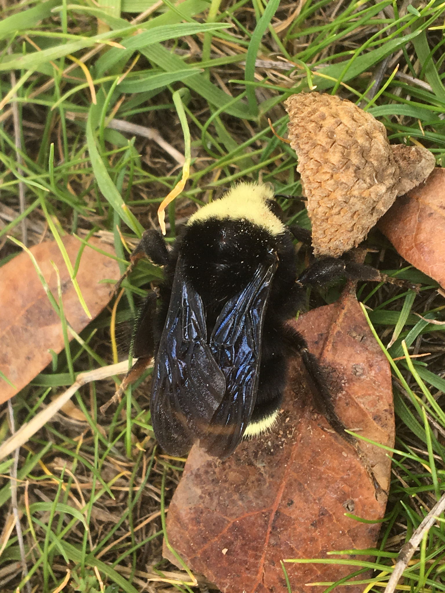 Common Eastern Bumblebee (NPS National Capital Region Bees and Wasps) ·  iNaturalist