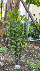 Euphorbia tithymaloides