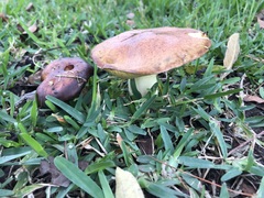 Suillus