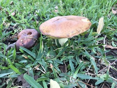 Suillus