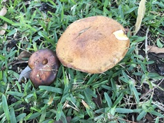Suillus