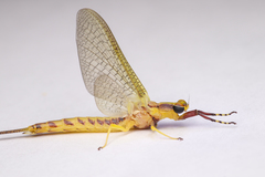 Hexagenia limbata