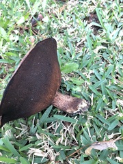 Suillus