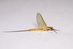 Hexagenia limbata