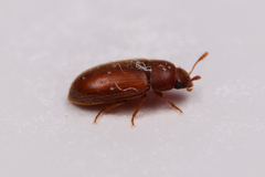 Coleoptera