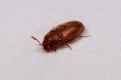 Coleoptera