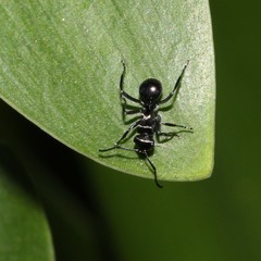 Polyrhachis clio
