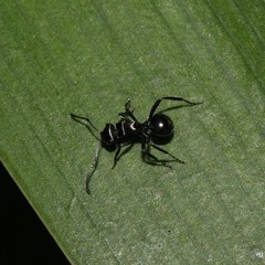 Polyrhachis clio
