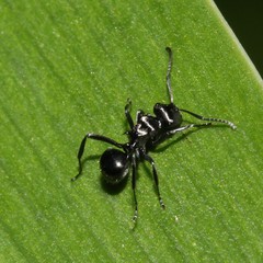 Polyrhachis clio